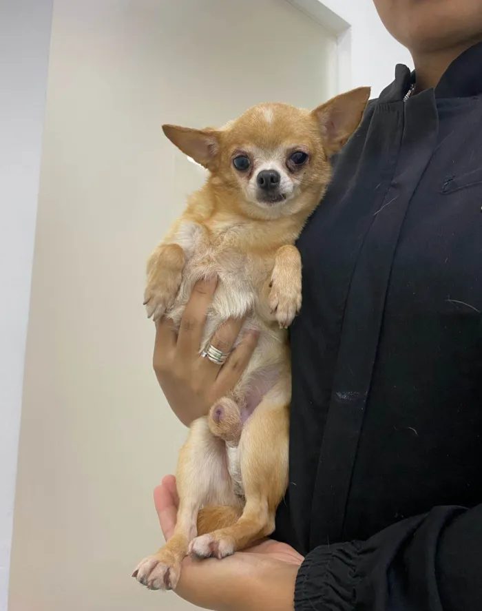 Cachorro ra a Pinscher idade 2 anos nome Yoda 