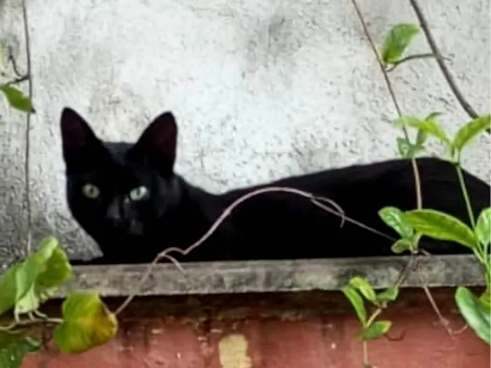 Gato ra a SRD-ViraLata idade 7 a 11 meses nome Pretin