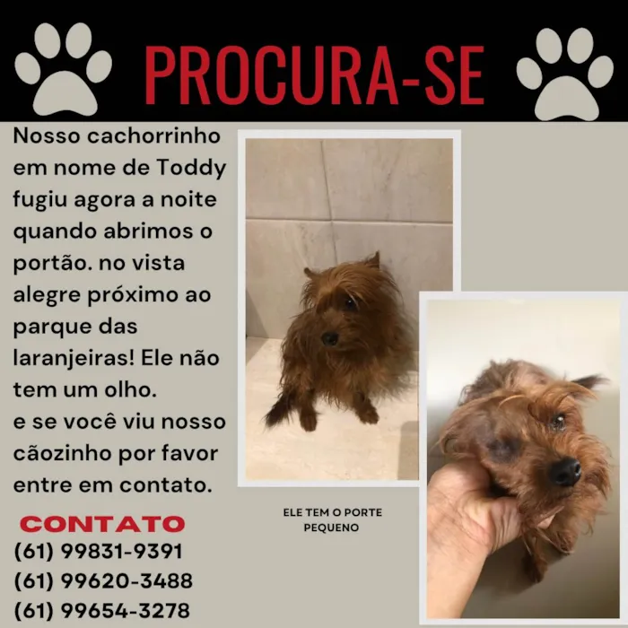 Cachorro ra a Yorkshire idade 2 anos nome Toddy 