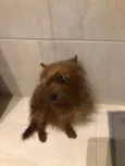 Toddy