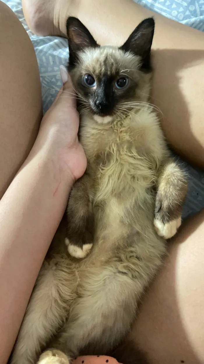 Gato ra a Siamês idade Abaixo de 2 meses nome Luke