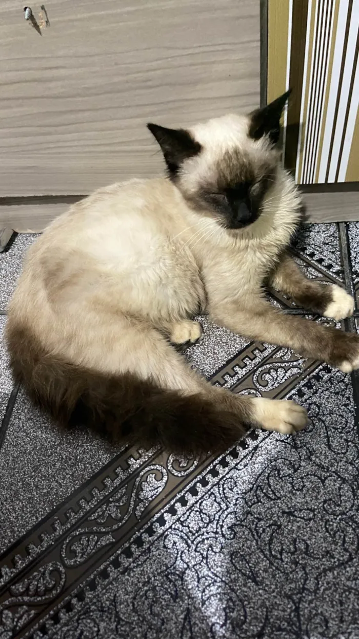 Gato ra a Siamês idade Abaixo de 2 meses nome Luke