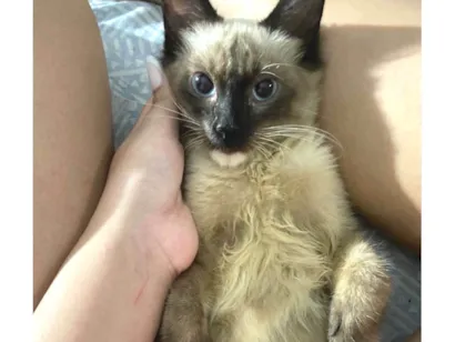 Gato raça Siamês idade Abaixo de 2 meses nome Luke