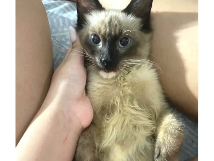 Gato ra a Siamês idade Abaixo de 2 meses nome Luke