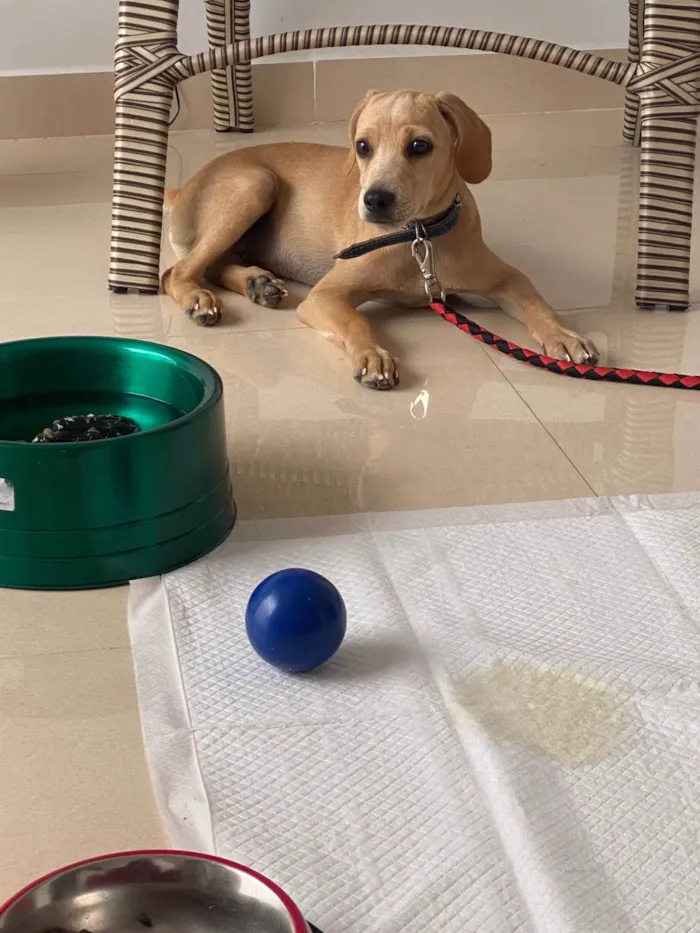 Cachorro ra a SRD-ViraLata idade 2 a 6 meses nome Tüzy
