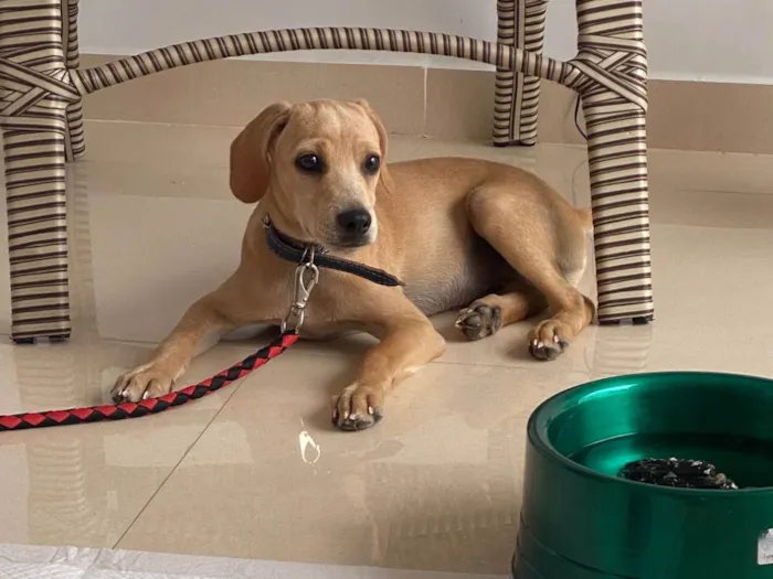 Cachorro ra a SRD-ViraLata idade 2 a 6 meses nome Tüzy