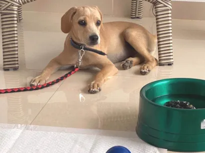 Cachorro raça SRD-ViraLata idade 2 a 6 meses nome Tüzy