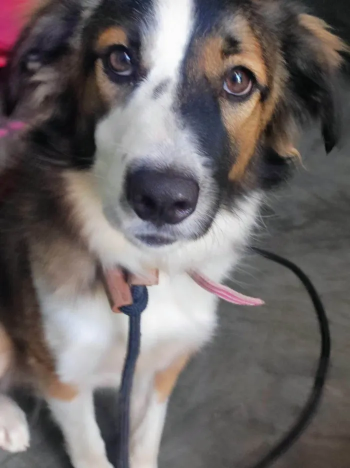 Cachorro ra a SRD-ViraLata idade 1 ano nome Lady 