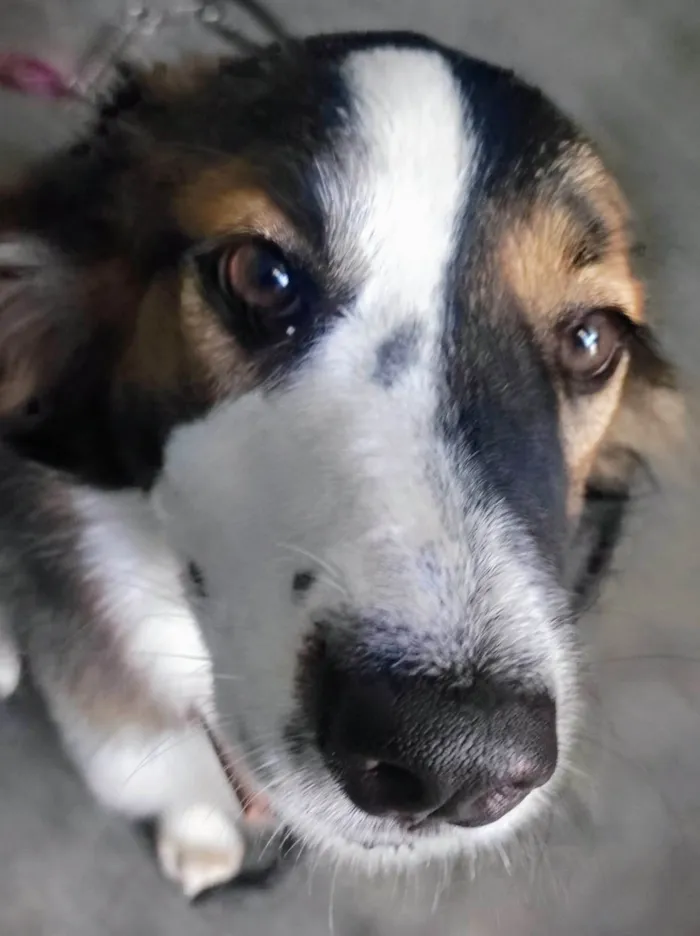 Cachorro ra a SRD-ViraLata idade 1 ano nome Lady 