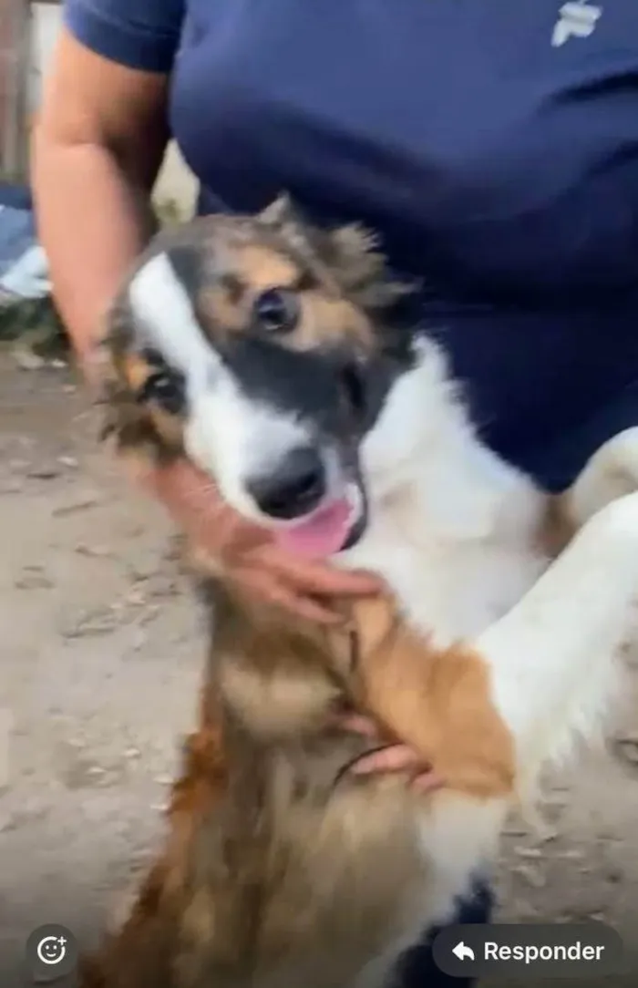 Cachorro ra a SRD-ViraLata idade 1 ano nome Lady 