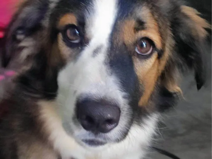Cachorro ra a SRD-ViraLata idade 1 ano nome Lady 