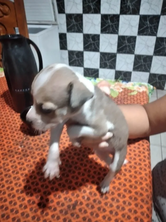 Cachorro ra a Labrador idade 2 a 6 meses nome Duck