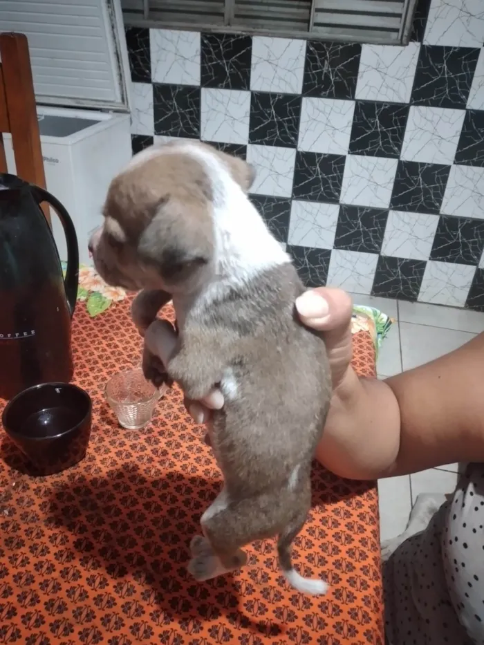 Cachorro ra a Labrador idade 2 a 6 meses nome Duck