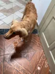 Enzo