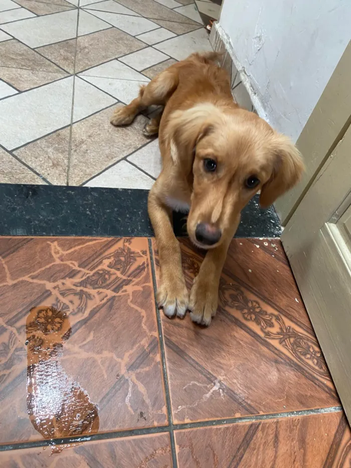 Cachorro ra a SRD-ViraLata idade 2 a 6 meses nome Enzo 