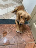 Enzo