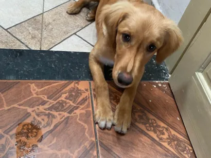 Cachorro raça SRD-ViraLata idade 2 a 6 meses nome Enzo 