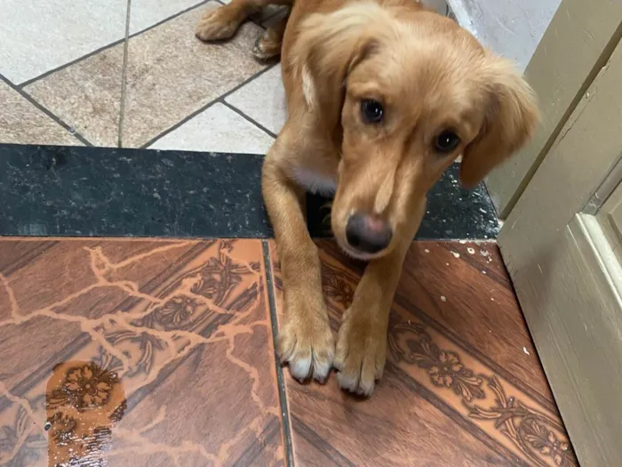 Cachorro ra a SRD-ViraLata idade 2 a 6 meses nome Enzo 
