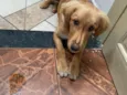 Enzo