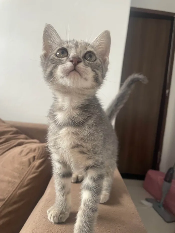 Gato ra a SRD-ViraLata idade 2 a 6 meses nome Ellie 