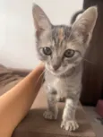 Ellie