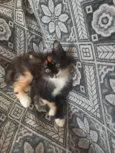 pretinha