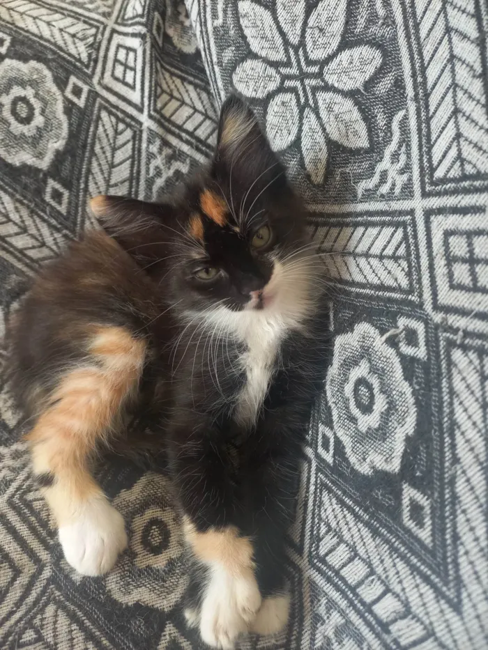 Gato ra a SRD-ViraLata idade Abaixo de 2 meses nome pretinha