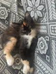 pretinha