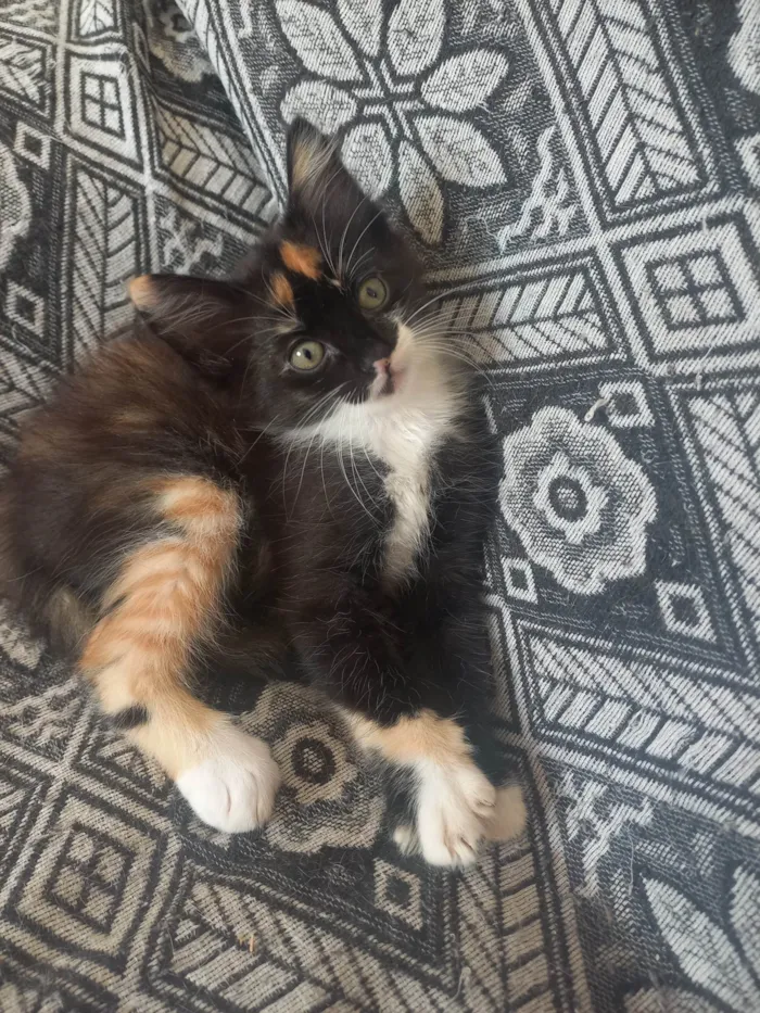 Gato ra a SRD-ViraLata idade Abaixo de 2 meses nome pretinha