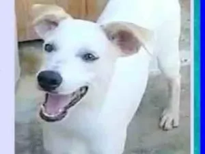 Cachorro raça SRD-ViraLata idade 7 a 11 meses nome Jaime