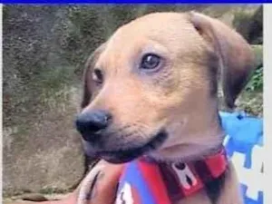 Cachorro raça SRD-ViraLata idade 2 a 6 meses nome Gregory