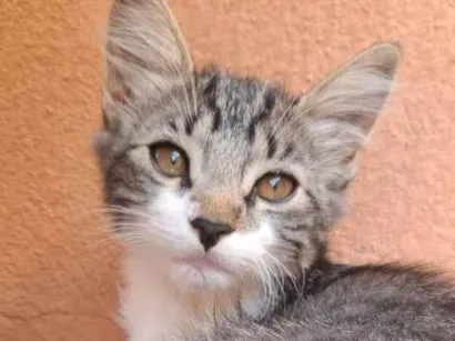 Gato raça SRD-ViraLata idade 2 a 6 meses nome Gatas para adoção 