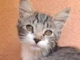 Gatas para adoção