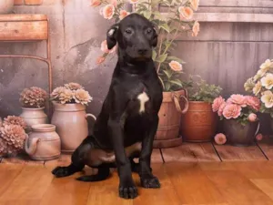 Cachorro raça SRD-ViraLata idade 2 a 6 meses nome Bento 