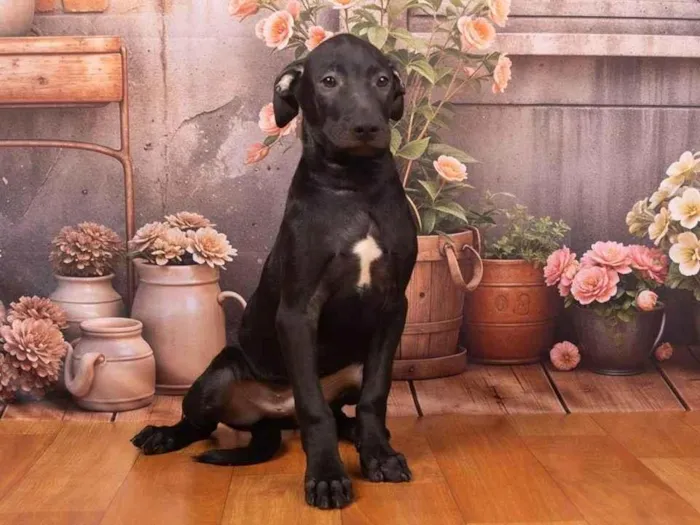 Cachorro ra a SRD-ViraLata idade 2 a 6 meses nome Bento