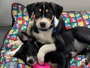 Cachorro raça SRD-ViraLata idade 2 a 6 meses nome Filhotes 