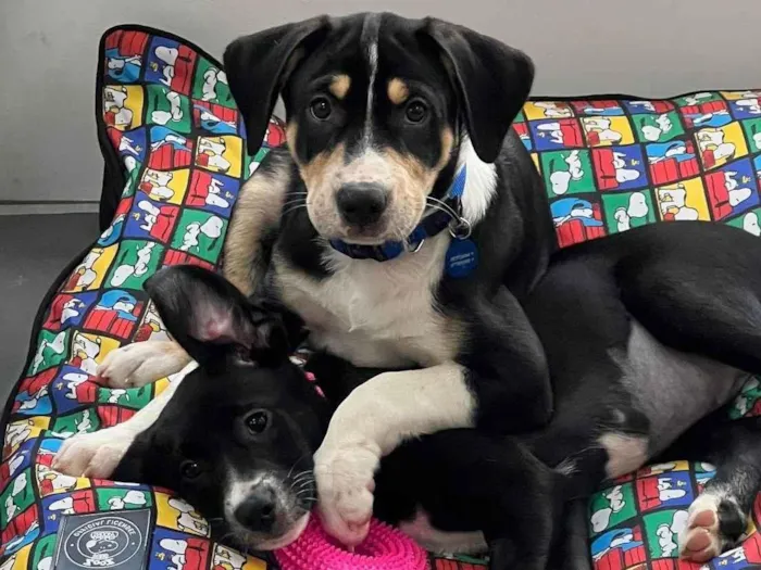 Cachorro ra a SRD-ViraLata idade 2 a 6 meses nome Filhotes 