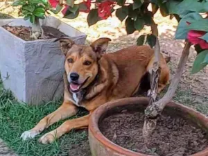 Cachorro raça SRD-ViraLata idade 4 anos nome Marley 