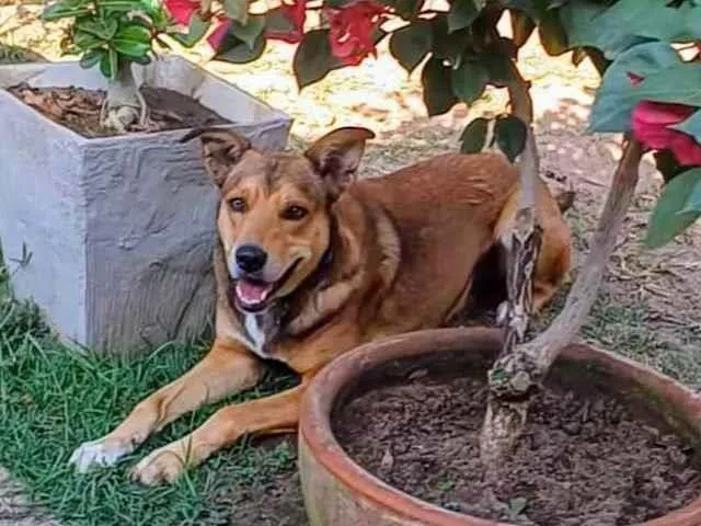 Cachorro ra a SRD-ViraLata idade 4 anos nome Marley 