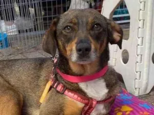 Cachorro raça SRD-ViraLata idade 2 anos nome Brigithe 