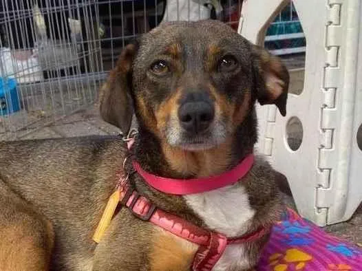 Cachorro ra a SRD-ViraLata idade 2 anos nome Brigithe 