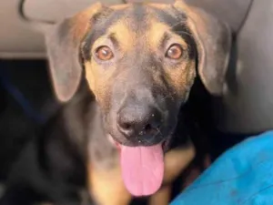 Cachorro raça SRD-ViraLata idade 7 a 11 meses nome Billy 