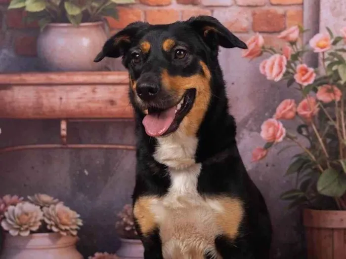 Cachorro ra a SRD-ViraLata idade 2 anos nome Kyara 