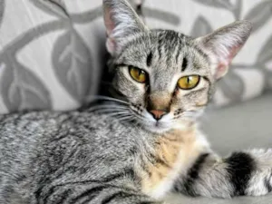 Gato raça SRD-ViraLata idade 1 ano nome Sophie 