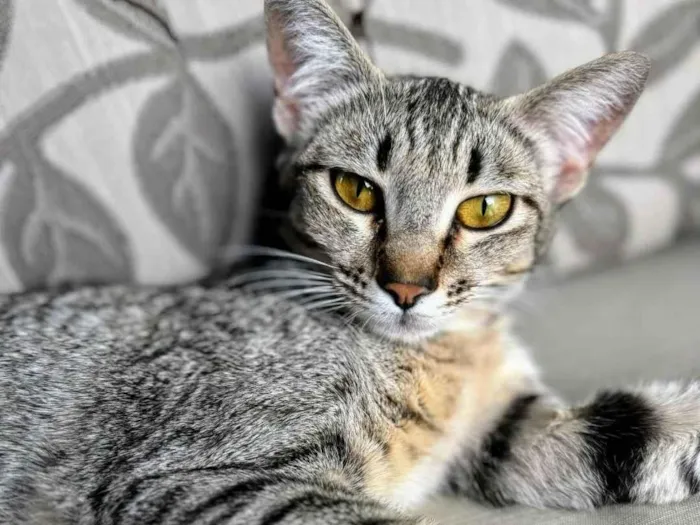 Gato ra a SRD-ViraLata idade 1 ano nome Sophie 