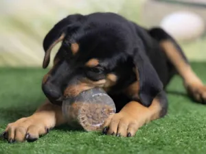 Cachorro raça SRD-ViraLata idade 2 a 6 meses nome Tom