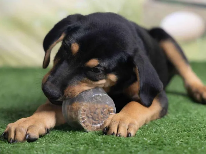 Cachorro ra a SRD-ViraLata idade 2 a 6 meses nome Tom