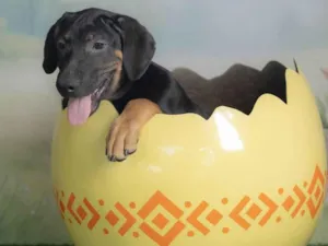 Cachorro raça SRD-ViraLata idade 2 a 6 meses nome Jerry 