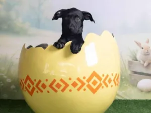Cachorro raça SRD-ViraLata idade 2 a 6 meses nome Christian 