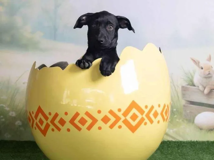 Cachorro ra a SRD-ViraLata idade 2 a 6 meses nome Christian 